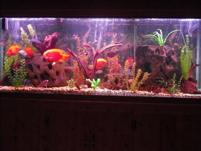 150 gallons freshwater fish tank (mostly fish and non-living decorations) - my fresh water tank, with south american, and centro american cichlids, including Discus clown loaches tetras cory cats, flying foxes, rainbow sharks, red tail sharks and many more. some african cichlids such as red frontosa, regular frontosa and red jewels. they've been together for more than 2 years now.