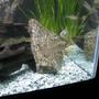 10 gallons freshwater fish tank (mostly fish and non-living decorations) - good hey