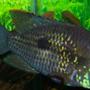 freshwater fish - aequidens rivulatus - green terror stocking in 150 gallons tank - 5 inch Green Terror Cichlid