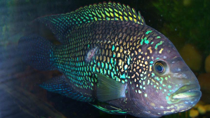 Rated #18: Freshwater Fish - Nandopsis Octofasciatum - Jack Dempsey Stocking In 150 Gallons Tank - 7 inch Jack Dempsey Cichlid