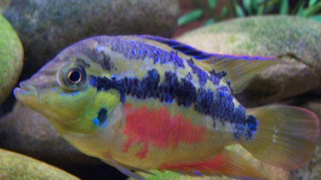 freshwater fish - nandopsis salvini - salvini cichlid stocking in 150 gallons tank - 3 inch Salvini Cichlid