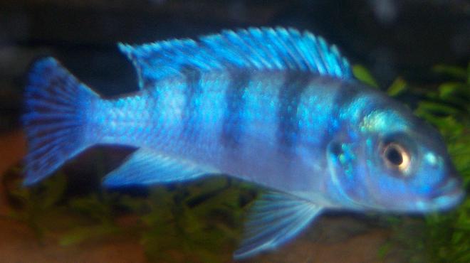 freshwater fish - metriaclima lombardoi - kenyi cichlid stocking in 150 gallons tank - Kenyi Cichlid