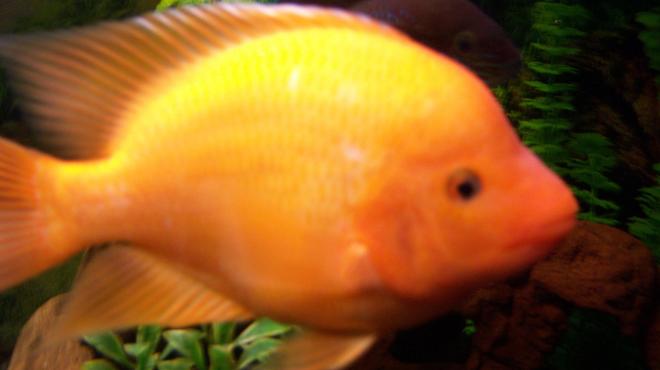 freshwater fish - amphilophus citrinellus - midas cichlid stocking in 150 gallons tank - 8 inch Midas Cichlid