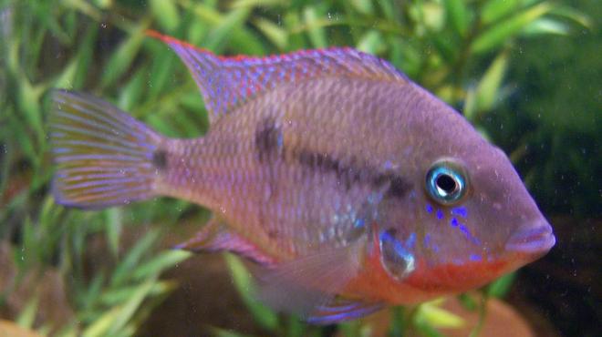 freshwater fish - thorichthys meeki - firemouth cichlid stocking in 150 gallons tank - 4 inch Firemouth