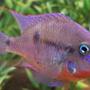 freshwater fish - thorichthys meeki - firemouth cichlid stocking in 150 gallons tank - 4 inch Firemouth