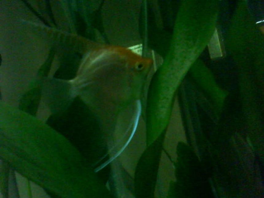 Rated #210: Freshwater Fish - Pterophyllum Sp. - Gold Veil Angel Stocking In 365 Gallons Tank - Looking after eggs 2009