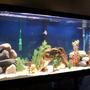 fish tank picture - updated tank 2