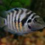 freshwater fish - archocentrus nigrofasciatus - black convict cichlid stocking in 45 gallons tank - Striped Convict