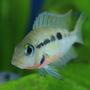 freshwater fish - thorichthys meeki - firemouth cichlid stocking in 45 gallons tank - Firemouth Cichlid