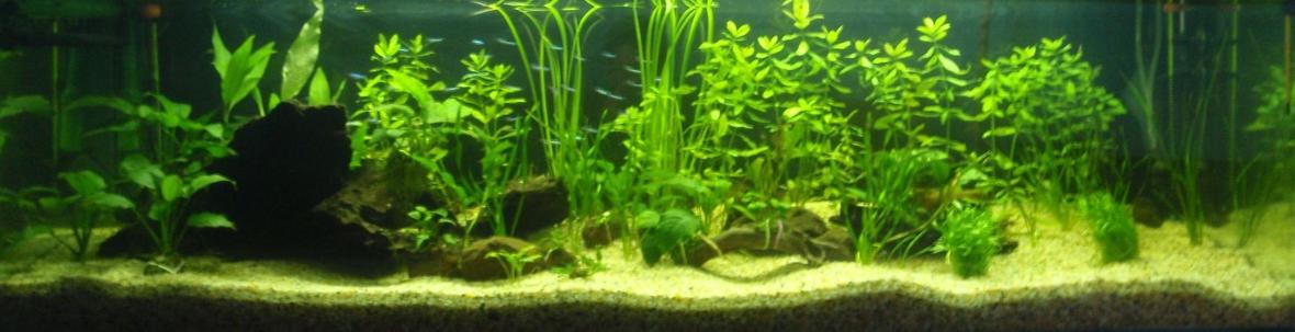 70 gallons planted tank (mostly live plants and fish) - My new 5 foot tank. at the moment got 20 neons , 30 cardinals, 8 cory's and my bristlnose.. hoping to add 5-6 discus in a month or so.