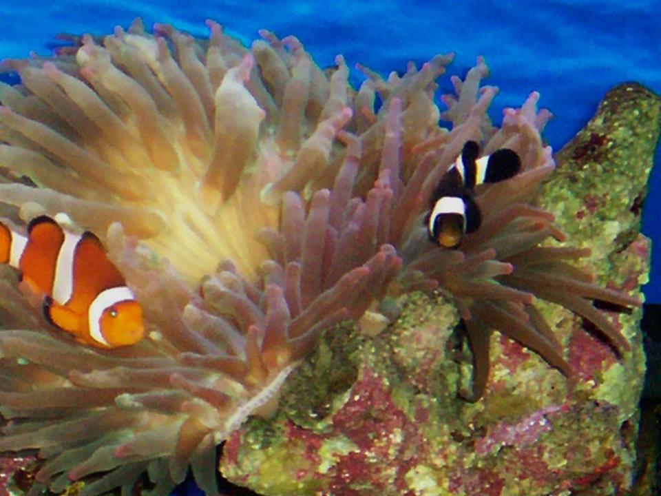 corals inverts - entacmaea quadricolor - rose anemone stocking in 114 gallons tank - MY 2 CLOWN FISH HAVING FUN