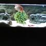 880 gallons freshwater fish tank (mostly fish and non-living decorations) - 6 footer