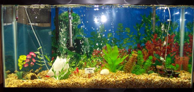 38 gallons freshwater fish tank (mostly fish and non-living decorations) - 38 gal.