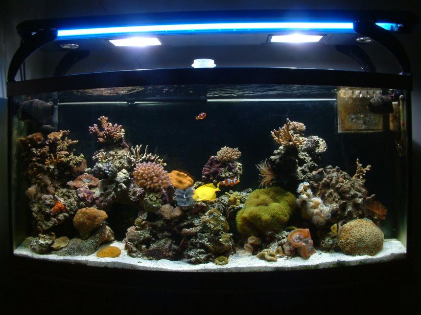 Rated #29: 72 Gallons Reef Tank - Front Tank Shot