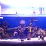 90 gallons reef tank (mostly live coral and fish) - my reef tank