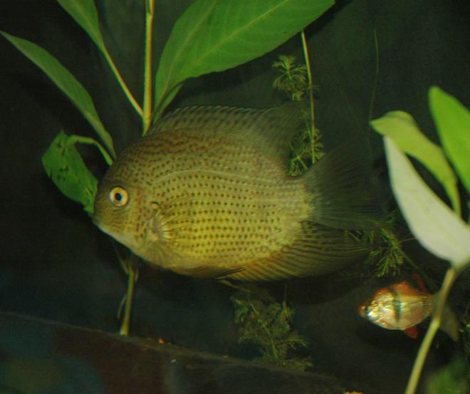 freshwater fish - heros serverus - green severum stocking in 55 gallons tank - about a 7 inch green severum chillin with his good mate tigger
