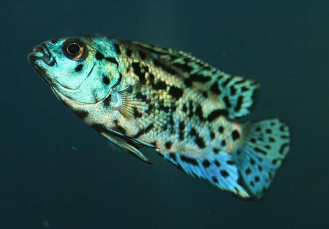 freshwater fish - nandopsis octofasciatum - electric blue jack dempsey stocking in 150 gallons tank - Electirc Blue Jack Dempsey (Juvenile)