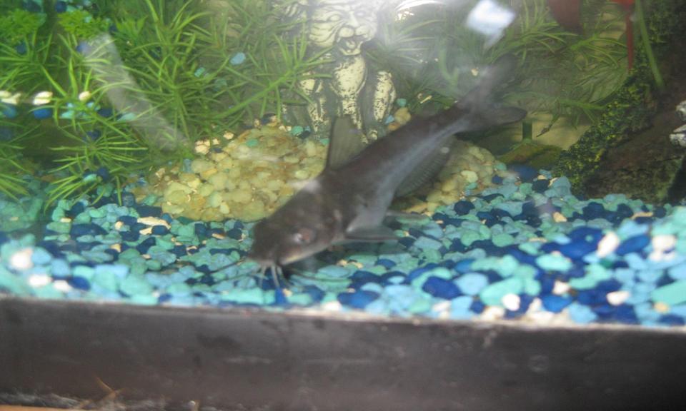 freshwater fish - ictalurus furcatus - blue catfish stocking in 45 gallons tank - Blue Channel Catfish