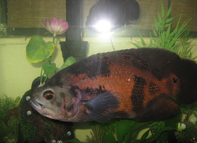 freshwater fish - astronotus ocellatus - tiger oscar stocking in 45 gallons tank - Tiger Oscar, (approximately 12in).