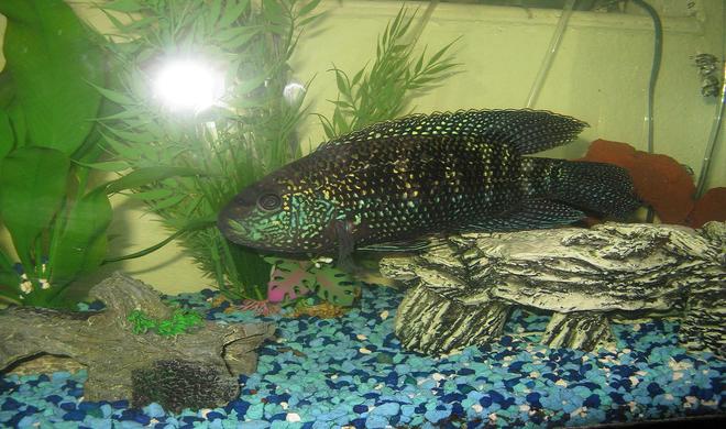 freshwater fish - nandopsis octofasciatum - jack dempsey stocking in 45 gallons tank - Jack Dempsy, (large)