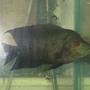 freshwater fish - cichlasoma sp. - flower horn cichlid stocking in 45 gallons tank - Flowerhorn