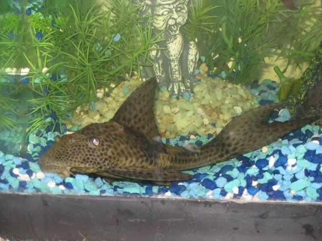 freshwater fish - glyptoperichthys gibbiceps - sailfin pleco (l-83) stocking in 45 gallons tank - Plecto (sucker)