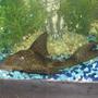 freshwater fish - glyptoperichthys gibbiceps - sailfin pleco (l-83) stocking in 45 gallons tank - Plecto (sucker)