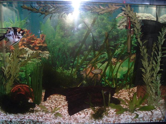 planted tank (mostly live plants and fish) - My 37 Gallon Planted Amazon