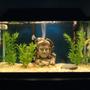 10 gallons freshwater fish tank (mostly fish and non-living decorations) - Inca Ruins Freshwater Tank