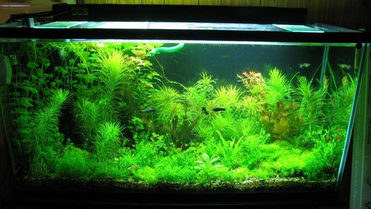77 gallons planted tank (mostly live plants and fish) - 77 gallon , 2.5wpg, diy c02,