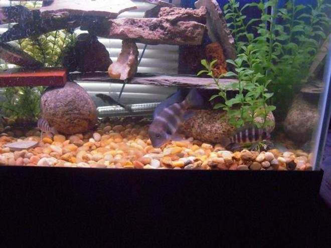 freshwater fish - cyphotilapia frontosa - frontosa cichlid stocking in 125 gallons tank - Three young Frontosas.