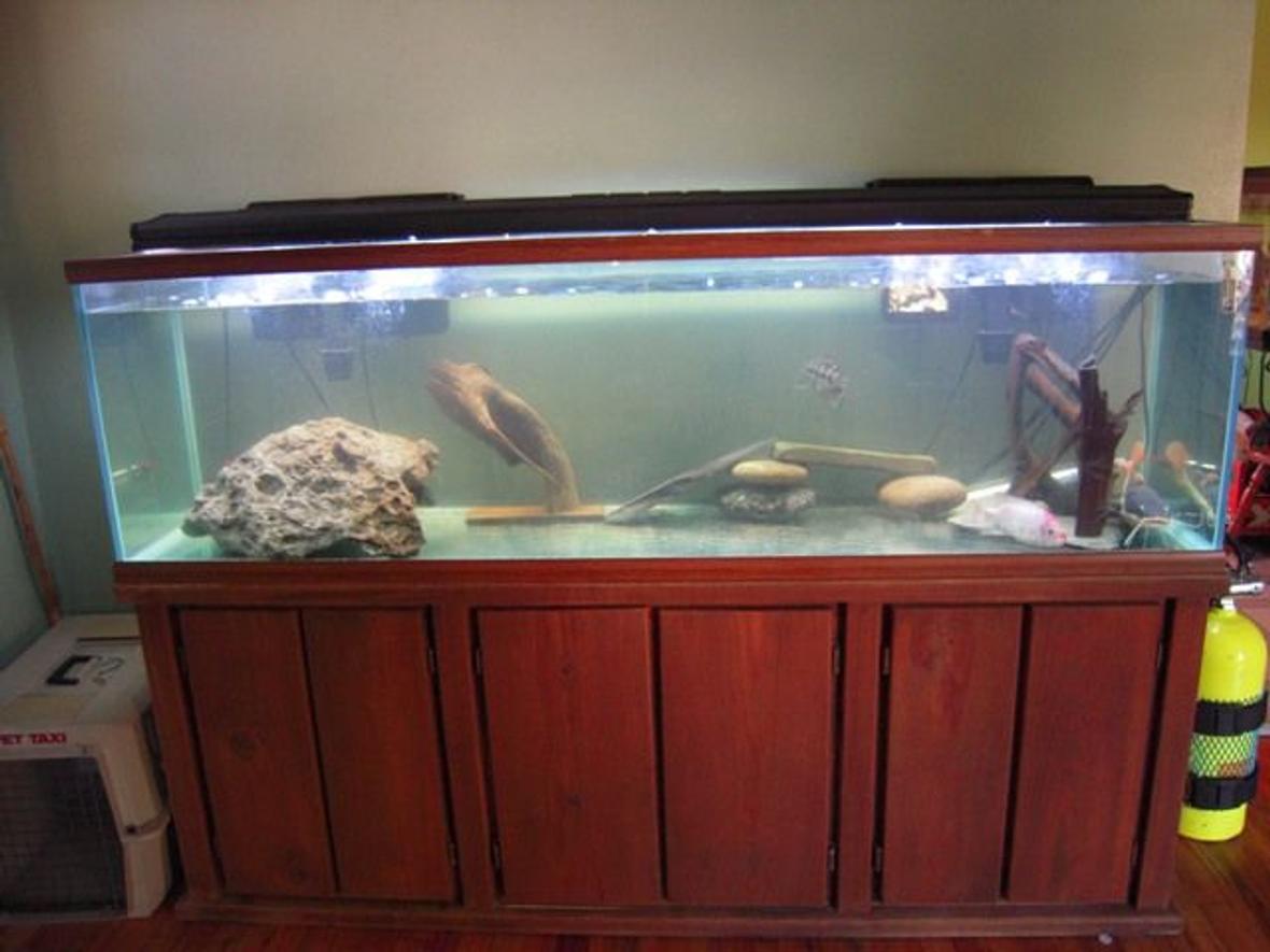 125 gallons freshwater fish tank (mostly fish and non-living decorations) - Redtail Catfish, Managuense, and Conkeli.