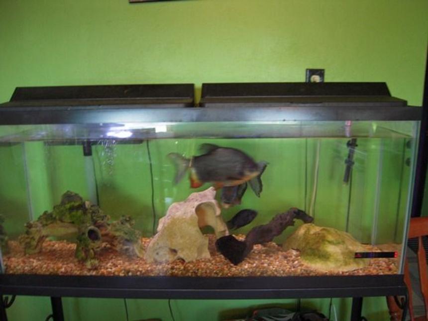 Rated #4230: 125 Gallons Freshwater Fish Tank - Two Pacu, Convict.
