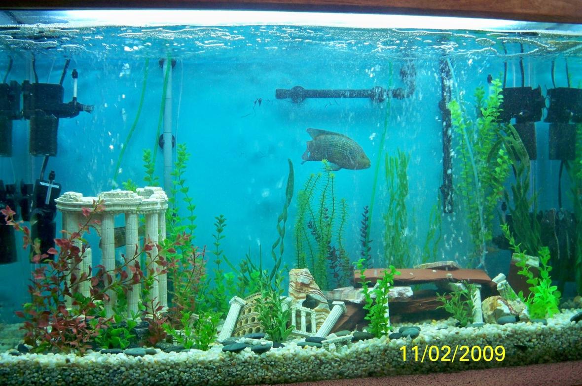 fish tank picture - 120 gal South American Cichlid Tank