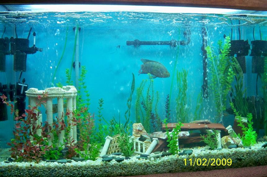 Rated #57: Fish Tank Picture - 120 gal South American Cichlid Tank