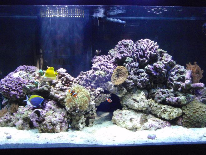 90 gallons reef tank (mostly live coral and fish) - Just setup 01/2009. Slowly adding corals...