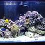 90 gallons reef tank (mostly live coral and fish) - Just setup 01/2009. Slowly adding corals...