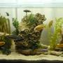 50 gallons freshwater fish tank (mostly fish and non-living decorations) - Malawi Tank