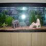 240 gallons planted tank (mostly live plants and fish) - First decent sized tank had a tiny tank before this. Just got a few plants and some small fish,,,