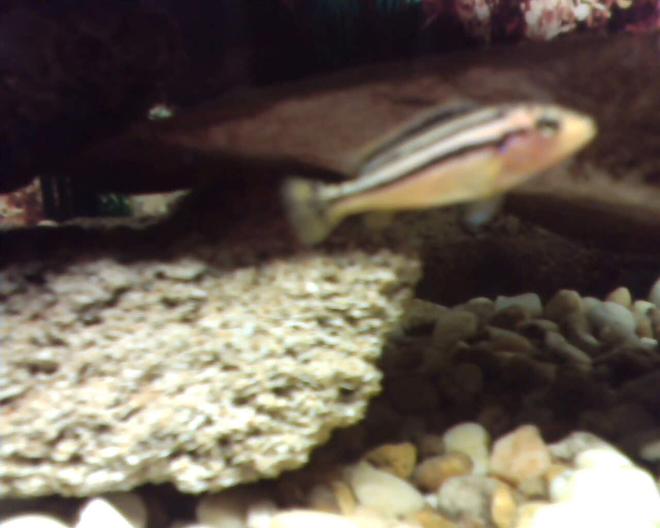 freshwater fish - melanochromis auratus - auratus cichlid - auratus