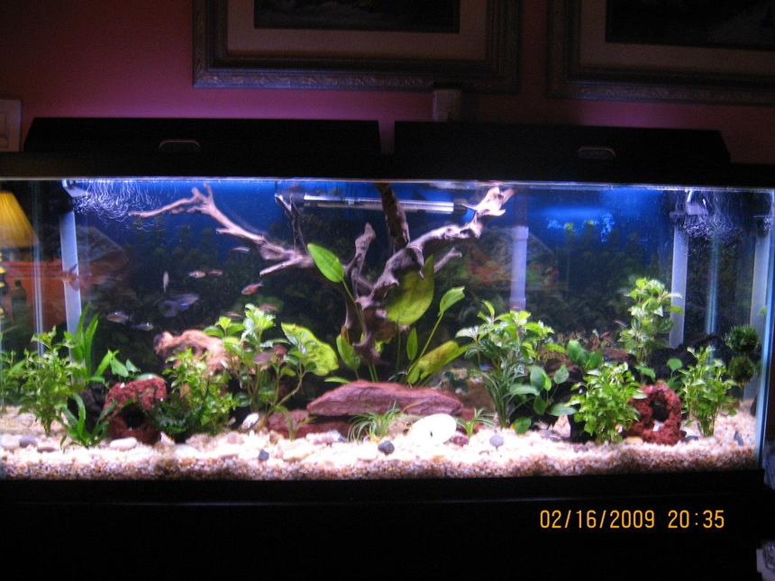 Rated #109: 55 Gallons Planted Tank - 55 gallon planted with fish