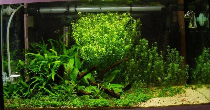 Rated #54: 15 Gallons Planted Tank - 60 x 30 x 30cm - 60l/ 15g - 36w PC T5 (2.7wpg)
- 3ml tropica plant nutrition+ daily - pressurized CO2 via 2kg cannister (35ppm) - fluval 205 external