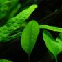 fish tank picture - Cryptocoryne Wendttii "green"