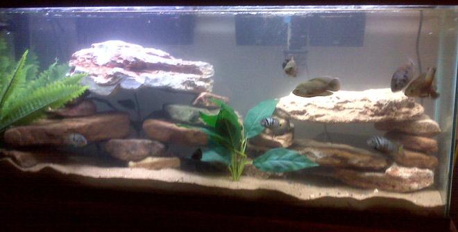 55 gallons freshwater fish tank (mostly fish and non-living decorations) - my cichlid tank; right now has 2 oscars, 4 convicts, 2 jack dempsey, 2 rainbow shark and an algae eater