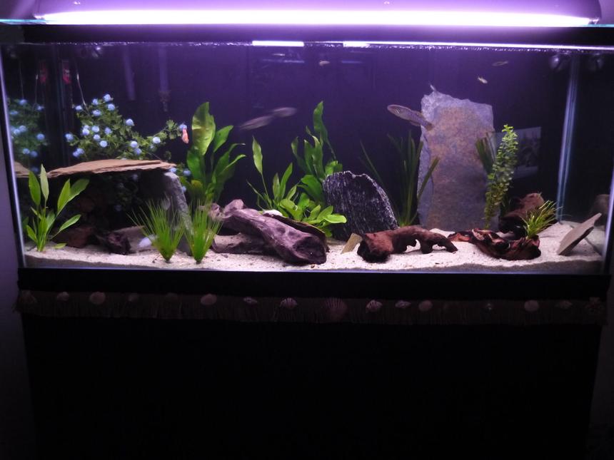 Rated #141: 66 Gallons Planted Tank - 66g Community tank! 1 purple spot gudgeon, 1 banded leponius, 4 giant danios, 2 aquatic crabs, 1 P. Socolofi, 1 golden clawed frog, random tetras and danios oh and a feather fin and a pleco.