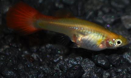 freshwater fish - poecilia reticulata - red fire guppy stocking in 29 gallons tank - Female Guppy