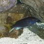 freshwater fish - pseudotropheus acei - acei cichlid stocking in 120 gallons tank - ACEI