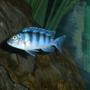 freshwater fish - metriaclima lombardoi - kenyi cichlid stocking in 120 gallons tank - Moori