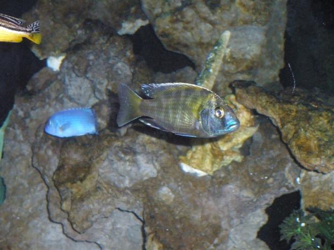 freshwater fish - nimbochromis venustus - venustus cichlid stocking in 120 gallons tank - Venustus