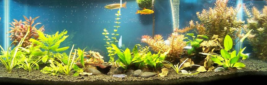 Rated #123: 20 Gallons Planted Tank - 20 Gallon Long,  4*23 watt CFL Daylight bulbs